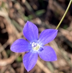 Wahlenbergia gracilis (Australian Bluebell) at Gunderbooka, NSW - 25 Jun 2024 by Tapirlord