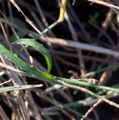 Wahlenbergia gracilis at Gunderbooka, NSW - 25 Jun 2024 02:25 PM