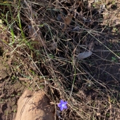 Wahlenbergia gracilis at Gunderbooka, NSW - 25 Jun 2024