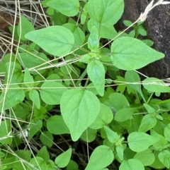 Parietaria debilis (Forest Pellitory) at Gunderbooka, NSW - 25 Jun 2024 by Tapirlord