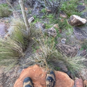 Cymbopogon refractus at Gunderbooka, NSW - 25 Jun 2024