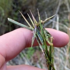 Cymbopogon refractus at Gunderbooka, NSW - 25 Jun 2024