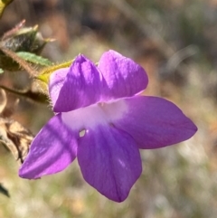 Eremophila goodwinii subsp. goodwinii at Gunderbooka, NSW - 25 Jun 2024 by Tapirlord