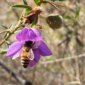 Eremophila goodwinii subsp. goodwinii at Gunderbooka, NSW - 25 Jun 2024