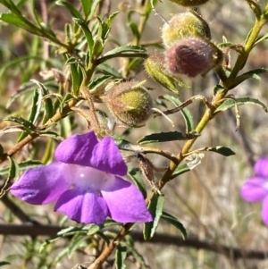 Eremophila goodwinii subsp. goodwinii at Gunderbooka, NSW - 25 Jun 2024