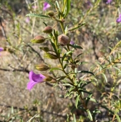 Eremophila goodwinii subsp. goodwinii at Gunderbooka, NSW - 25 Jun 2024 01:14 PM