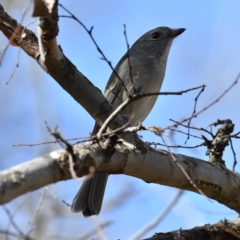 Pachycephala pectoralis (Golden Whistler) at Scullin, ACT - 25 Jul 2024 by Untidy