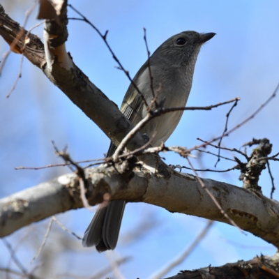 Pachycephala pectoralis (Golden Whistler) at Scullin, ACT - 25 Jul 2024 by Untidy