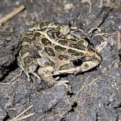 Limnodynastes tasmaniensis (Spotted Grass Frog) at Braidwood, NSW - 25 Jul 2024 by MatthewFrawley