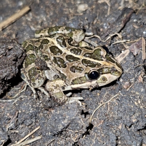 Limnodynastes tasmaniensis at Braidwood, NSW - 25 Jul 2024