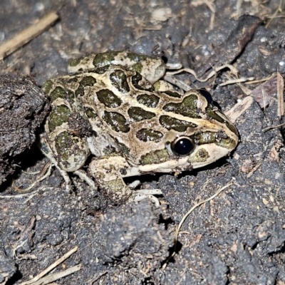Limnodynastes tasmaniensis (Spotted Grass Frog) at Braidwood, NSW - 25 Jul 2024 by MatthewFrawley