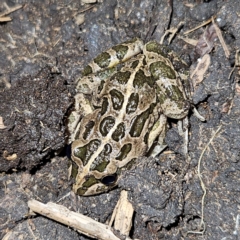 Limnodynastes tasmaniensis at Braidwood, NSW - 25 Jul 2024