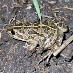 Limnodynastes tasmaniensis at Braidwood, NSW - 25 Jul 2024