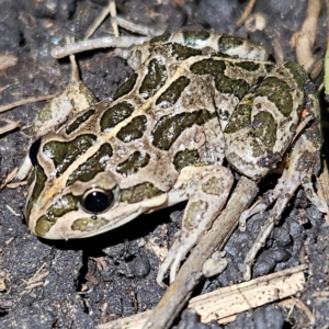 Limnodynastes tasmaniensis at Braidwood, NSW - 25 Jul 2024