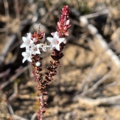 Epacris microphylla (Coral Heath) at Coolumburra, NSW - 24 Jul 2024 by JaneR