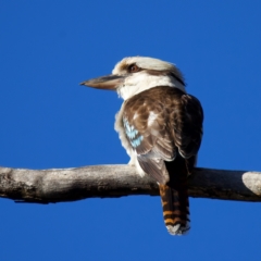 Dacelo novaeguineae (Laughing Kookaburra) at Rosedale, NSW - 21 Jul 2024 by jb2602