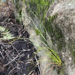Lepidosperma (genus) (A Sword Sedge) at Bulee, NSW - 24 Jul 2024 by JaneR