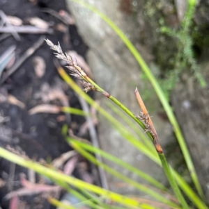 Lepidosperma sp. at Bulee, NSW - 24 Jul 2024 12:11 PM