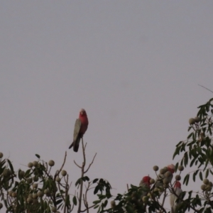 Eolophus roseicapilla at Richmond, QLD - 25 Jul 2024