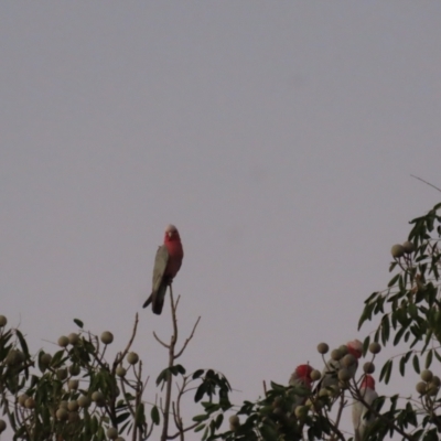 Eolophus roseicapilla (Galah) at Richmond, QLD - 25 Jul 2024 by lbradley