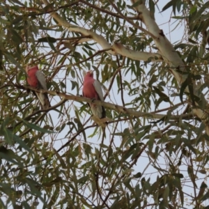 Eolophus roseicapilla at Richmond, QLD - 25 Jul 2024