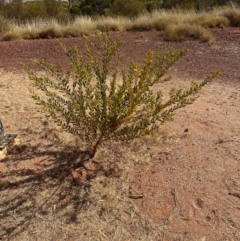 Acacia sp. at Hughenden, QLD - 25 Jul 2024 by lbradley