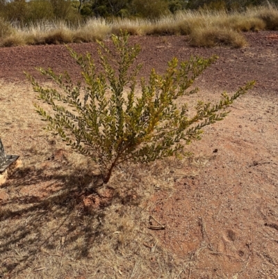 Acacia sp. at Hughenden, QLD - 25 Jul 2024 by lbradley