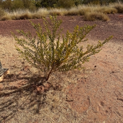 Acacia uncifera at Hughenden, QLD - 25 Jul 2024 by lbradley
