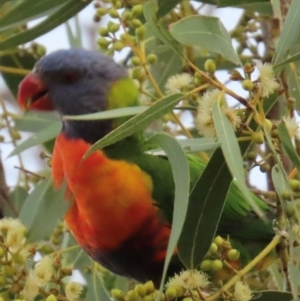 Trichoglossus moluccanus at Richmond, QLD - 25 Jul 2024 06:00 PM