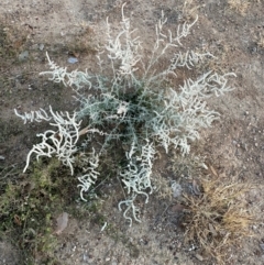 Aerva javanica (Kapok Bush) at Richmond, QLD - 25 Jul 2024 by lbradley