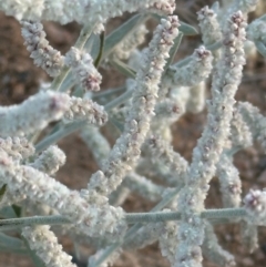 Aerva javanica at Richmond, QLD - 25 Jul 2024