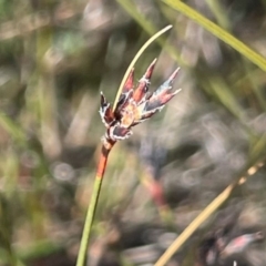 Schoenus apogon (Common Bog Sedge) at Sassafras, NSW - 24 Jul 2024 by JaneR