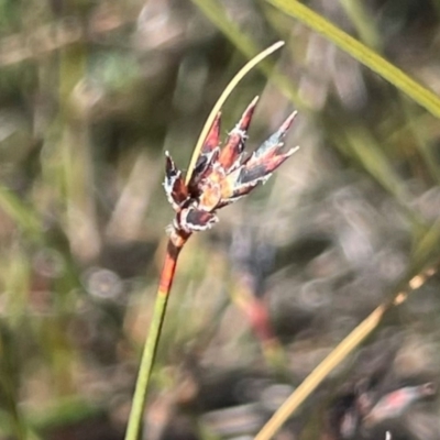 Schoenus apogon (Common Bog Sedge) at Sassafras, NSW - 24 Jul 2024 by JaneR