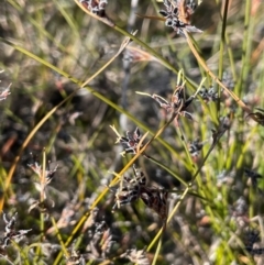 Schoenus ericetorum at Sassafras, NSW - 24 Jul 2024 10:53 AM