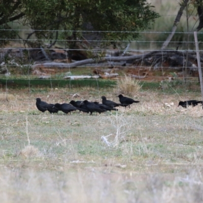 Corcorax melanorhamphos (White-winged Chough) at Banks, ACT - 22 Jul 2024 by RodDeb