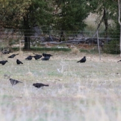 Corcorax melanorhamphos at Banks, ACT - 22 Jul 2024 02:16 PM