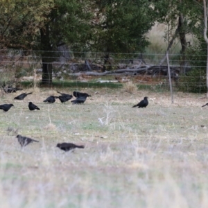 Corcorax melanorhamphos at Banks, ACT - 22 Jul 2024 02:16 PM