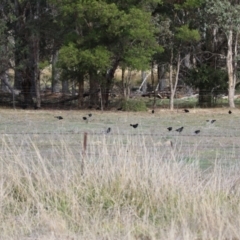 Corcorax melanorhamphos at Banks, ACT - 22 Jul 2024 02:16 PM