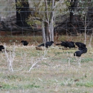 Corcorax melanorhamphos at Banks, ACT - 22 Jul 2024 02:16 PM