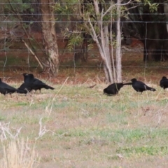 Corcorax melanorhamphos at Banks, ACT - 22 Jul 2024 02:16 PM