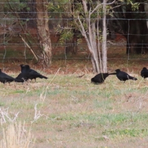 Corcorax melanorhamphos at Banks, ACT - 22 Jul 2024 02:16 PM