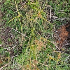 Cyperus eragrostis (Umbrella Sedge) at Denman Prospect, ACT - 25 Jul 2024 by Jiggy