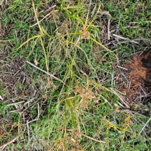 Cyperus eragrostis at Denman Prospect, ACT - 25 Jul 2024