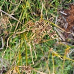 Cyperus eragrostis at Denman Prospect, ACT - 25 Jul 2024 10:59 AM