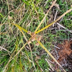 Cyperus eragrostis at Denman Prospect, ACT - 25 Jul 2024