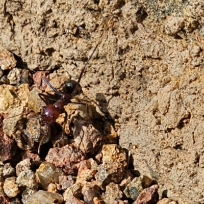 Iridomyrmex purpureus (Meat Ant) at Denman Prospect, ACT - 25 Jul 2024 by Jiggy