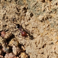 Iridomyrmex purpureus at Denman Prospect, ACT - 25 Jul 2024