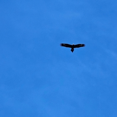 Aquila audax (Wedge-tailed Eagle) at Denman Prospect, ACT - 25 Jul 2024 by Jiggy