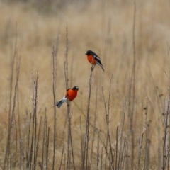 Petroica phoenicea (Flame Robin) at Tharwa, ACT - 22 Jul 2024 by RodDeb