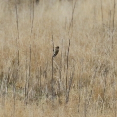 Petroica phoenicea at Tharwa, ACT - 22 Jul 2024